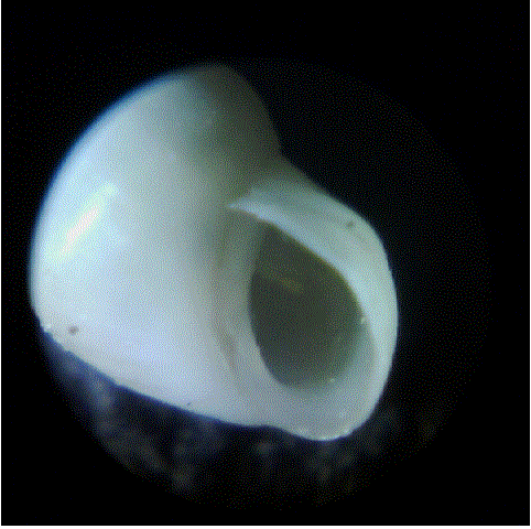 � forse di acqua dolce?